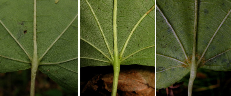 Image of Tilia nasczokinii specimen.