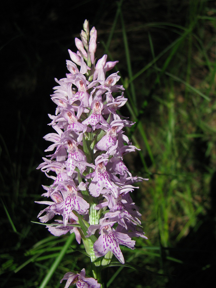 Image of Dactylorhiza fuchsii specimen.