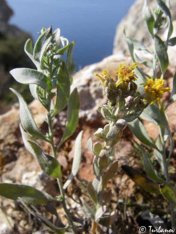 Image of Galatella villosa specimen.