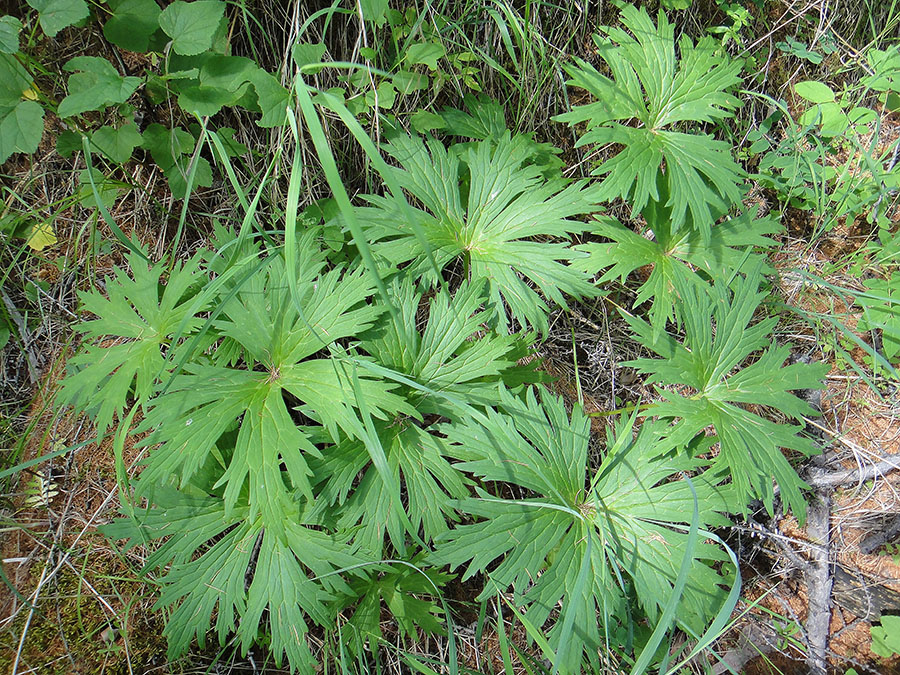 Image of Aconitum septentrionale specimen.