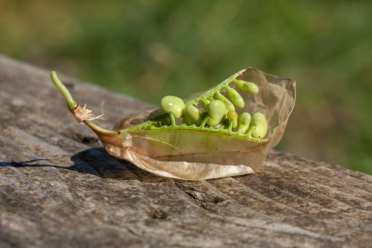 Image of Colutea arborescens specimen.