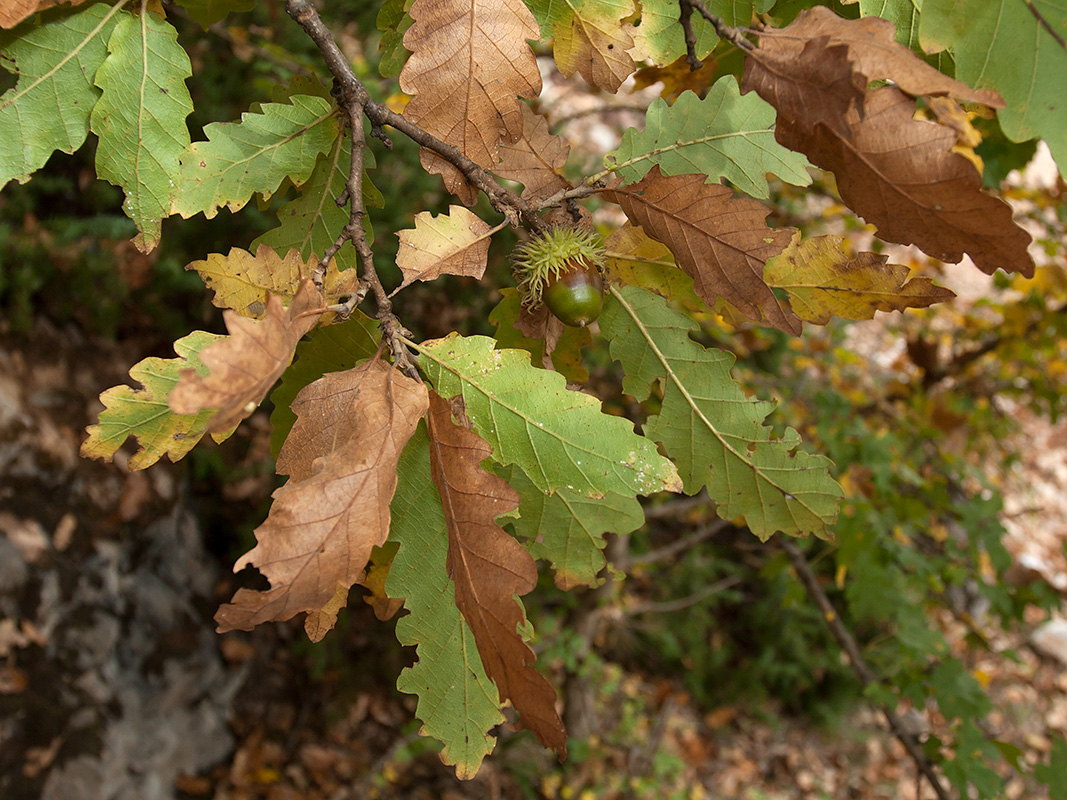 Изображение особи Quercus cerris.