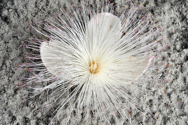 Image of Barringtonia asiatica specimen.