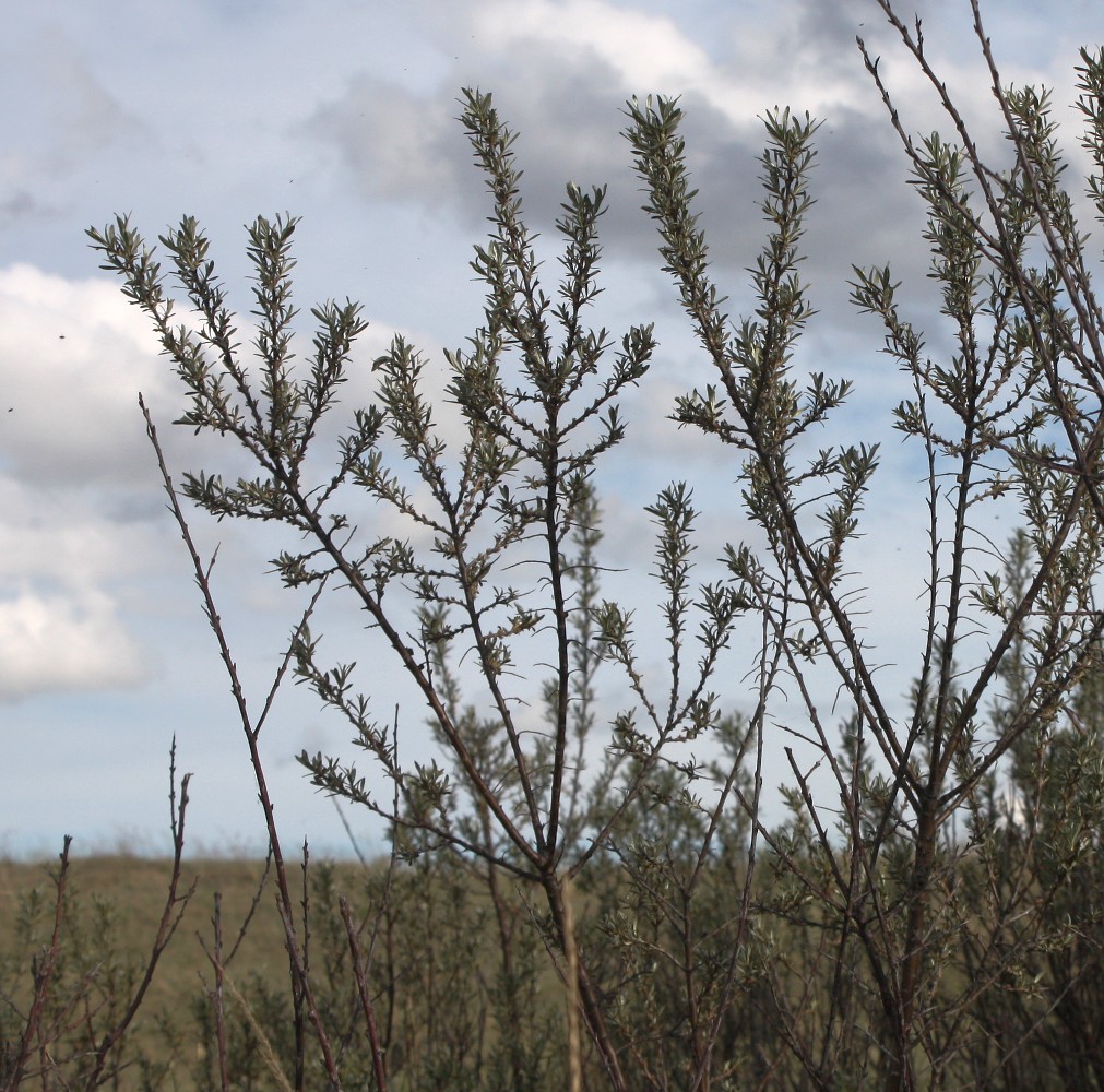 Image of Hippophae rhamnoides specimen.