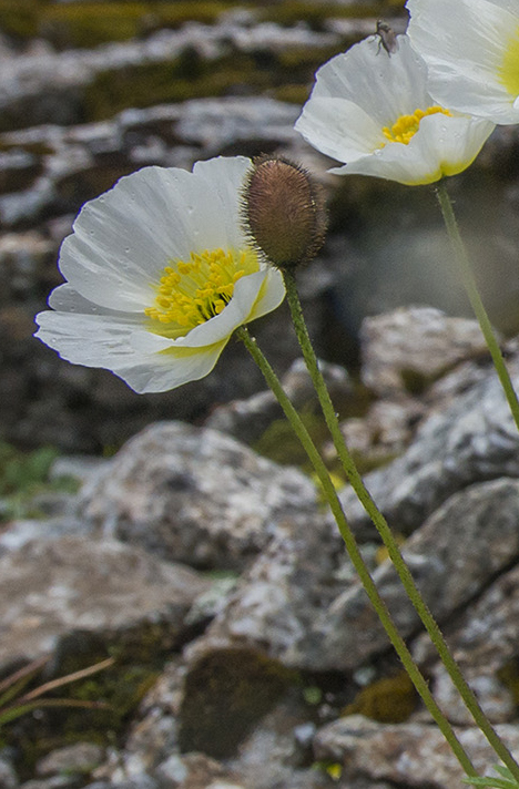 Image of Papaver pseudocanescens ssp. udocanicum specimen.