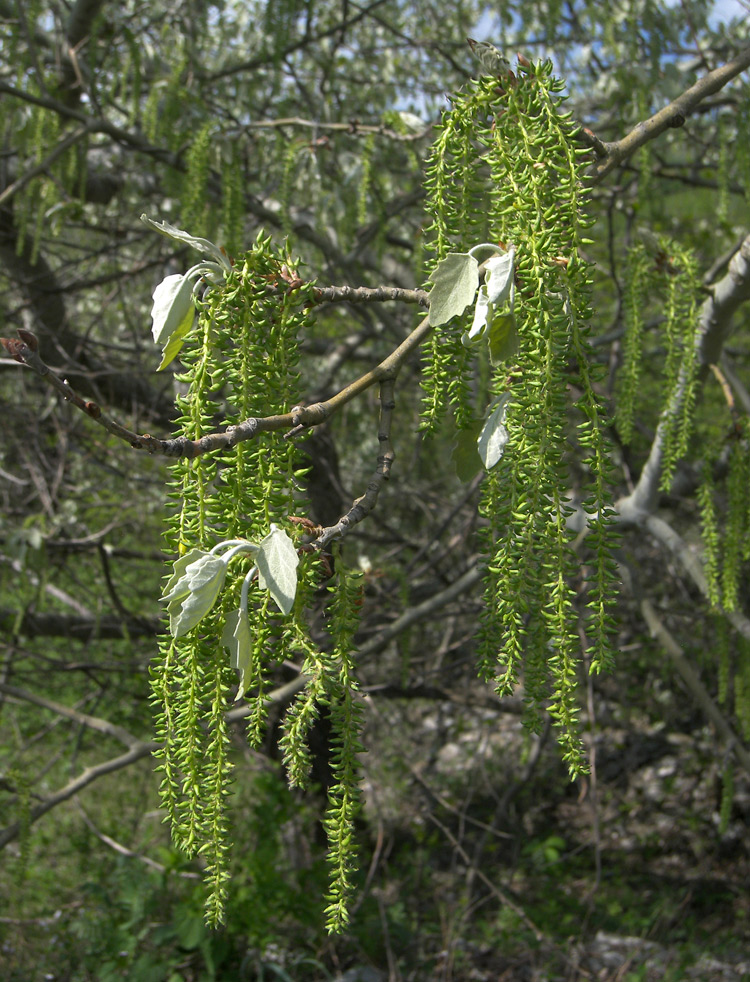 Image of Populus alba specimen.