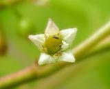 Frangula alnus