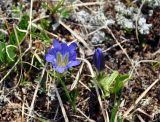 Gentiana grandiflora. Цветущее и расцветающее растения. Бурятия, Окинский р-н, падь Хи-Гол, ≈ 2000 м н.у.м., каменистый склон. 11.07.2015.