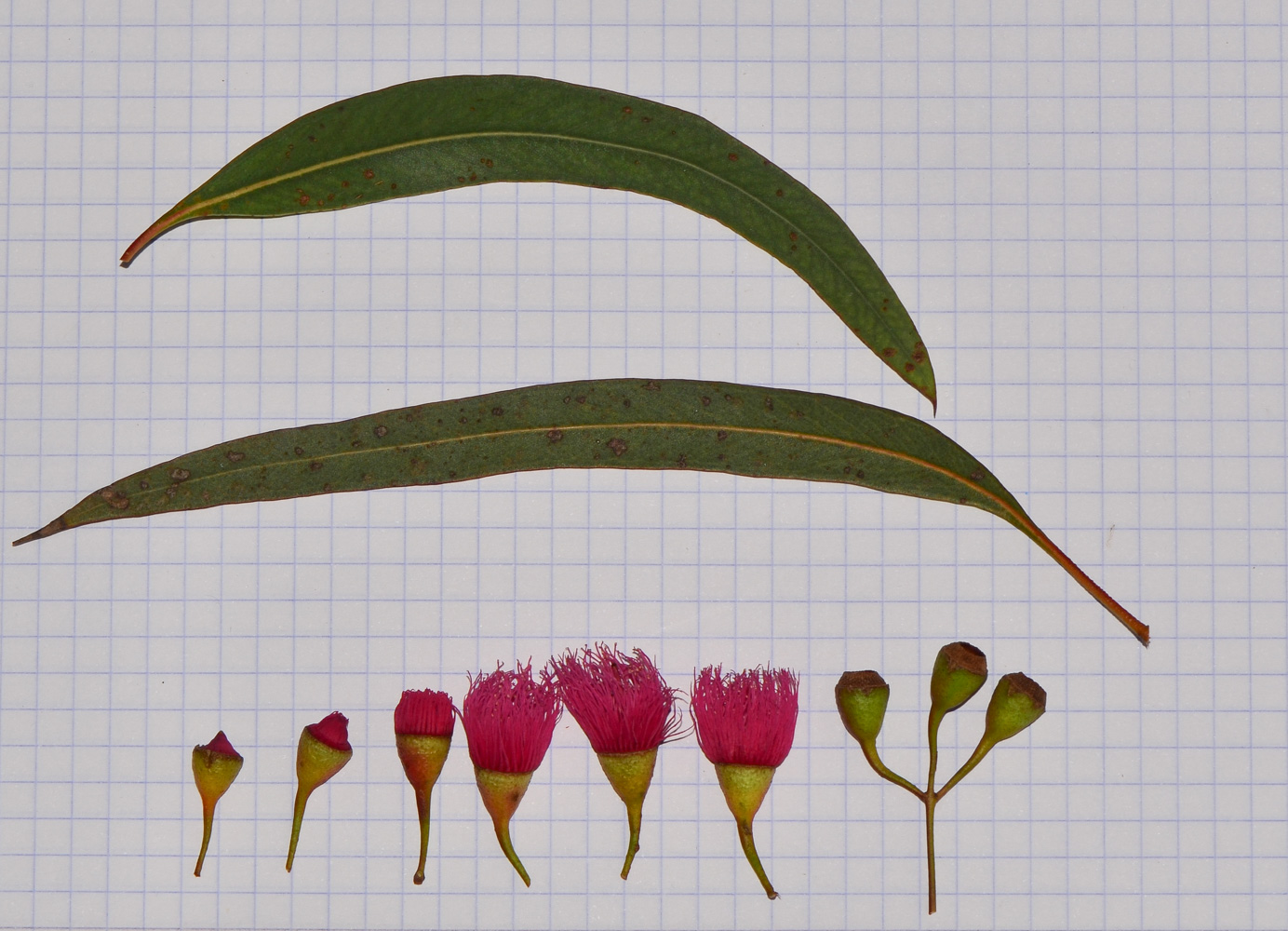 Image of Eucalyptus leucoxylon specimen.