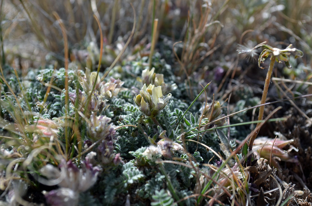 Image of genus Oxytropis specimen.