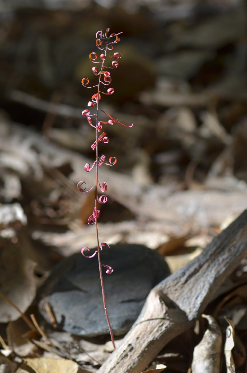 Изображение особи Chamaenerion angustifolium.