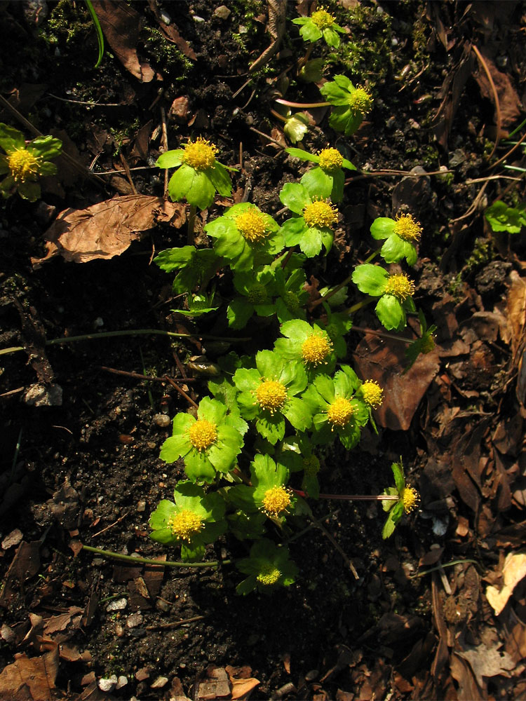 Изображение особи Hacquetia epipactis.