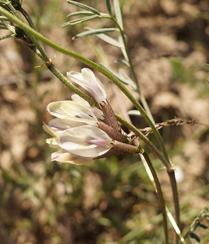 Image of Astragalus karkarensis specimen.