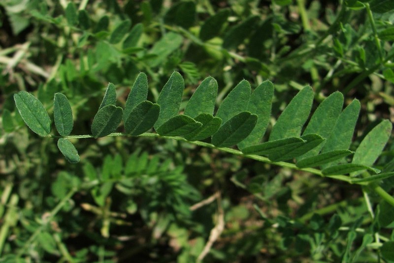 Image of Astragalus cicer specimen.