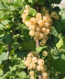 Ribes rubrum. Часть побега с соплодиями (вариант с белой окраской ягод). Восточный Казахстан, Уланский р-н, с. Украинка, дачный участок, в культуре. 13.07.2005.