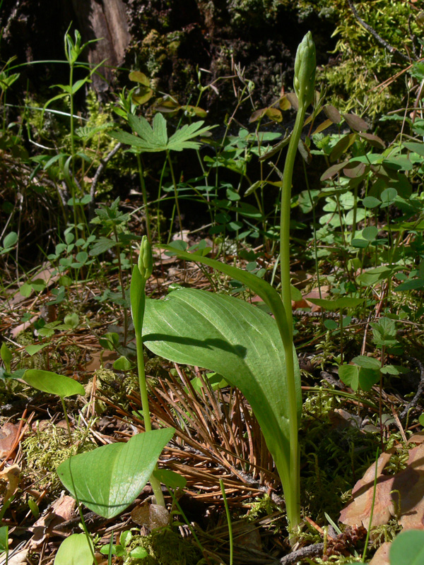 Image of Platanthera bifolia specimen.