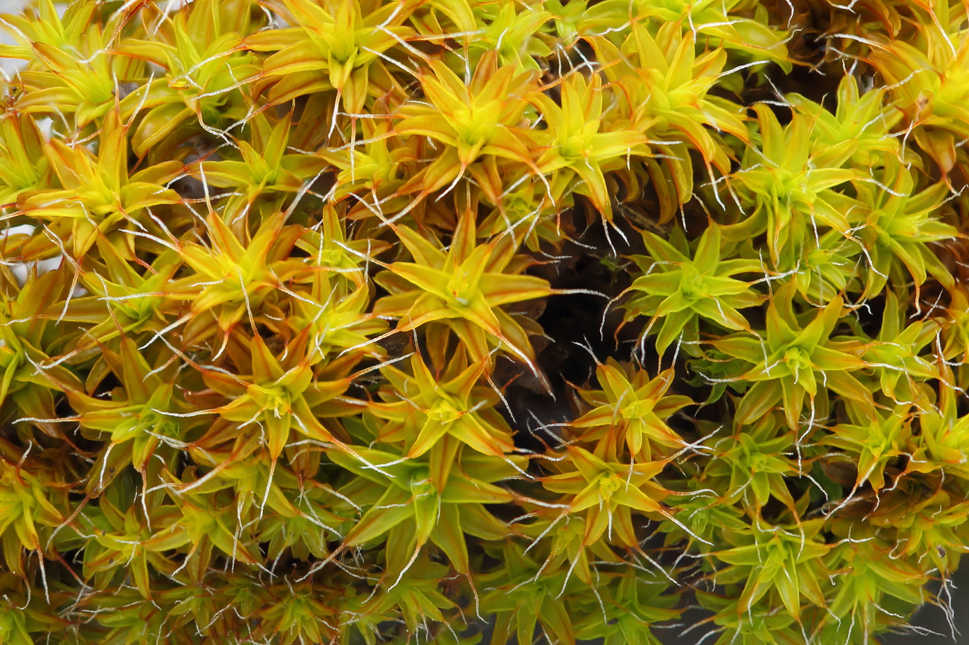 Image of Syntrichia ruralis specimen.