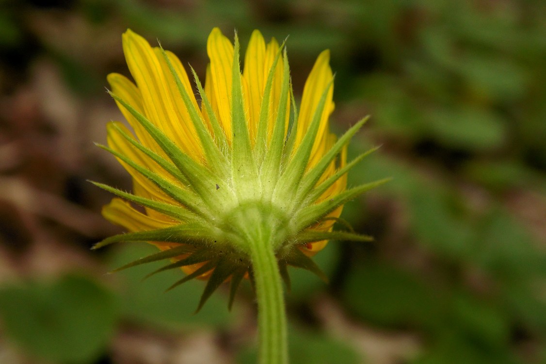 Image of Doronicum orientale specimen.