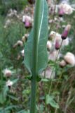 Sonchus arvensis ssp. uliginosus