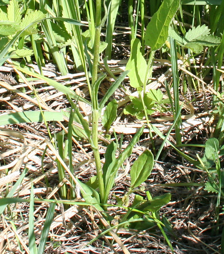 Image of Tephroseris integrifolia specimen.