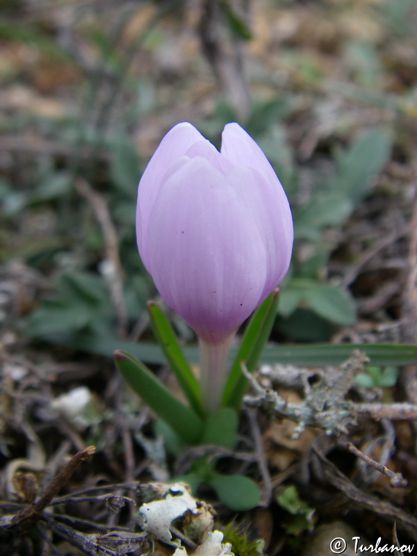 Image of Colchicum triphyllum specimen.