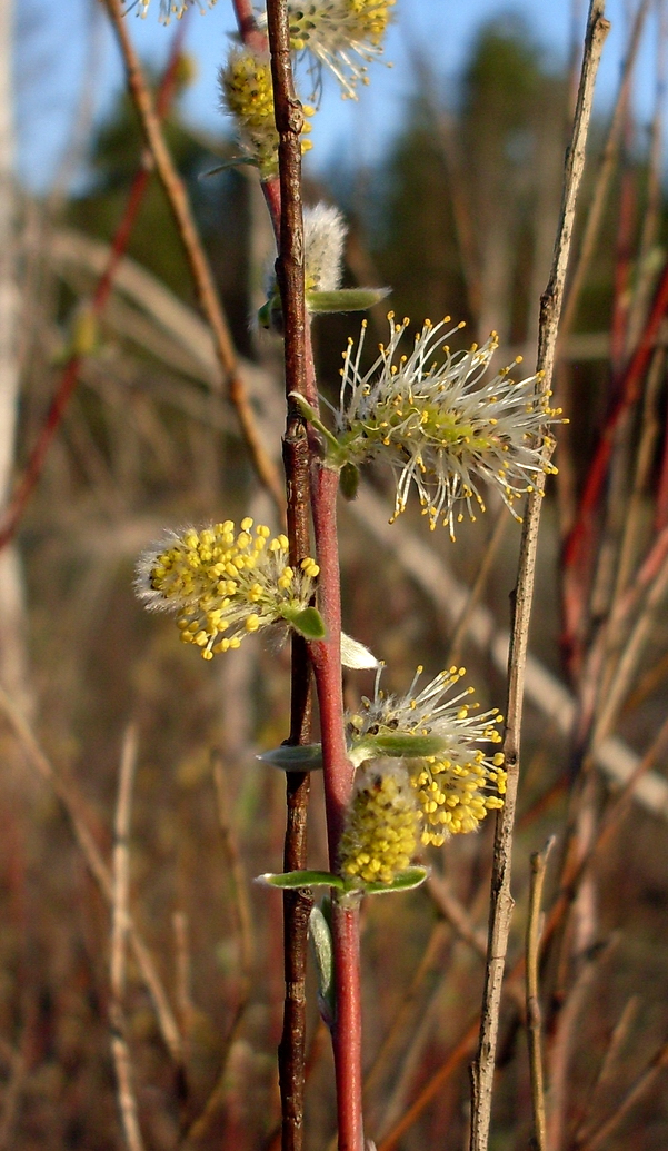 Image of Salix rosmarinifolia specimen.