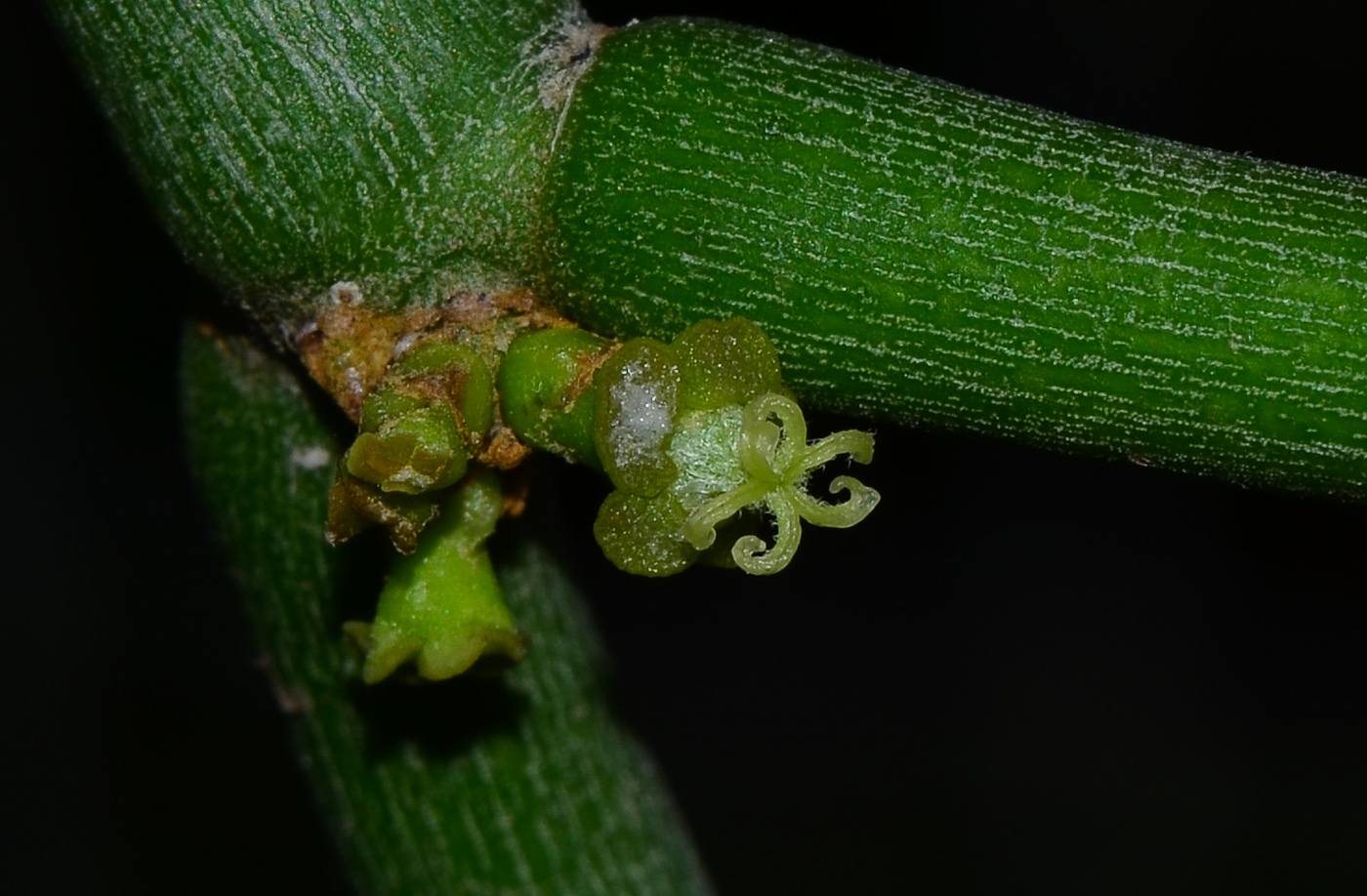 Image of Euphorbia tirucalli specimen.