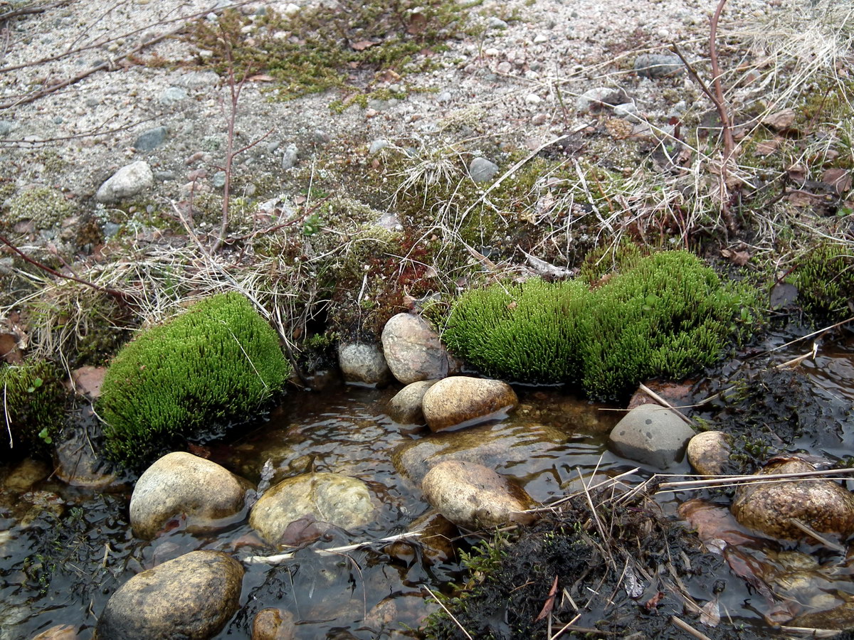 Image of division Bryophyta specimen.