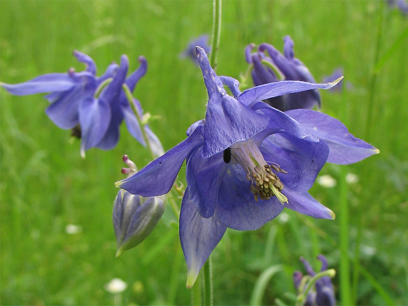 Изображение особи Aquilegia vulgaris.