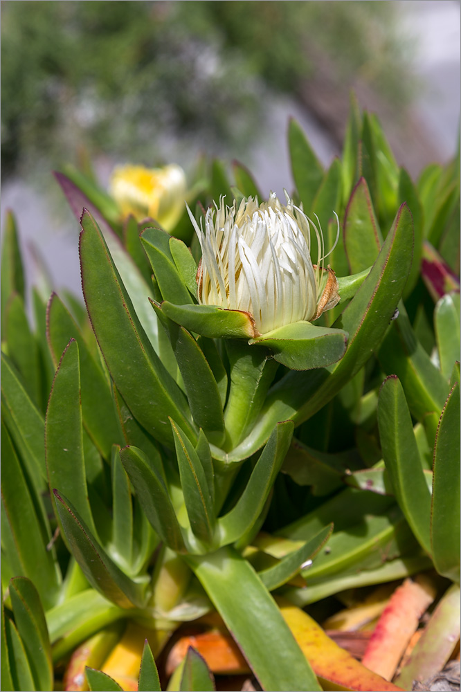 Изображение особи Carpobrotus edulis.