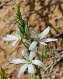 Ornithogalum narbonense