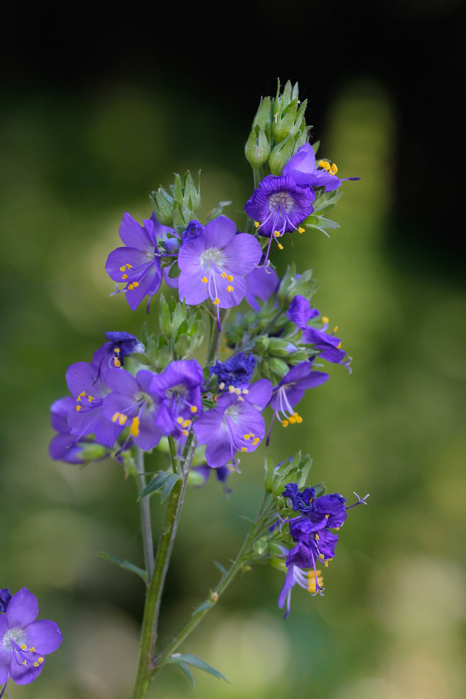 Изображение особи Polemonium caeruleum.