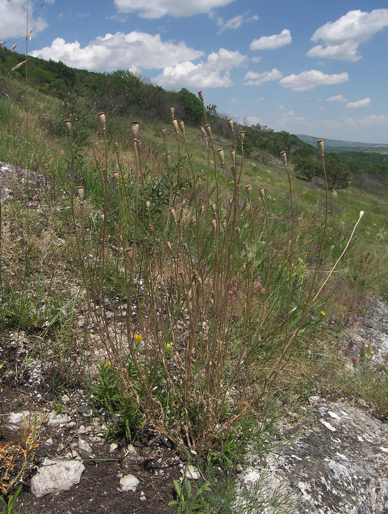 Image of Papaver laevigatum specimen.