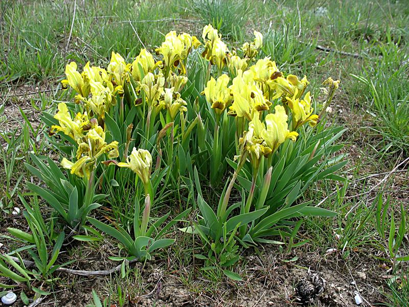 Image of Iris pumila specimen.