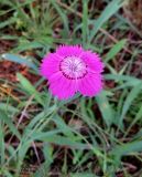 Dianthus versicolor