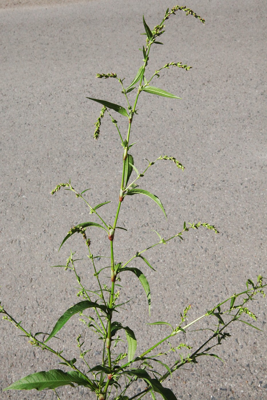 Image of Persicaria hydropiper specimen.