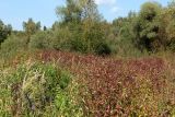 Смотреть изображение Bidens frondosa