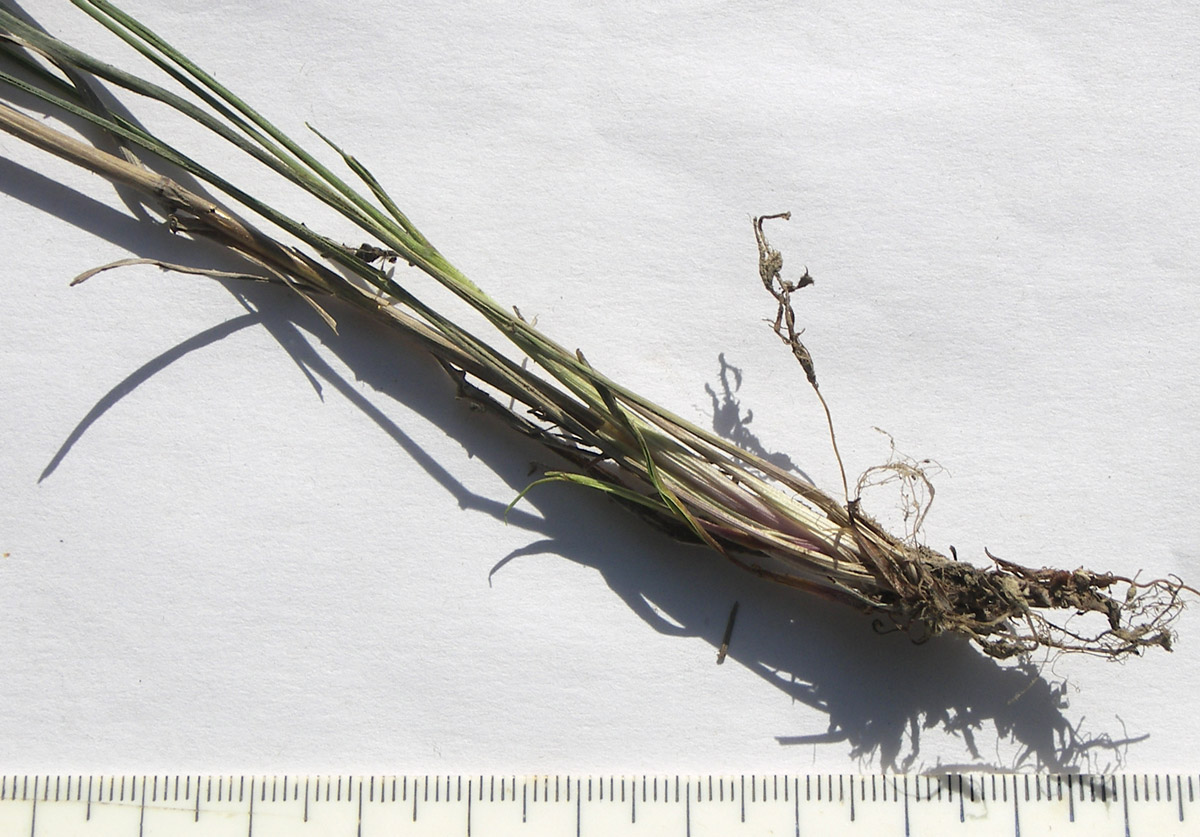 Image of Phleum tzvelevii specimen.