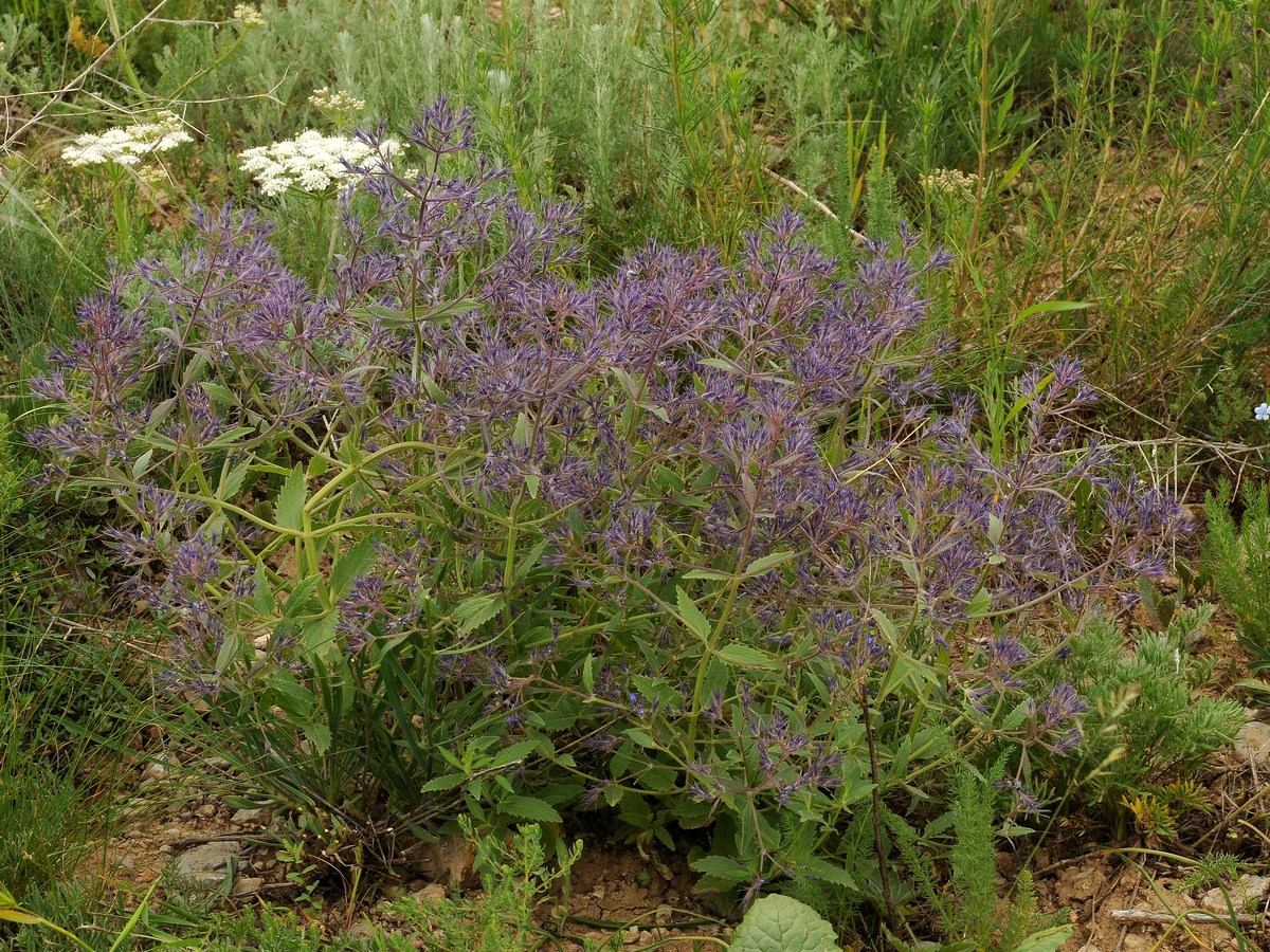 Image of Nepeta ucranica specimen.