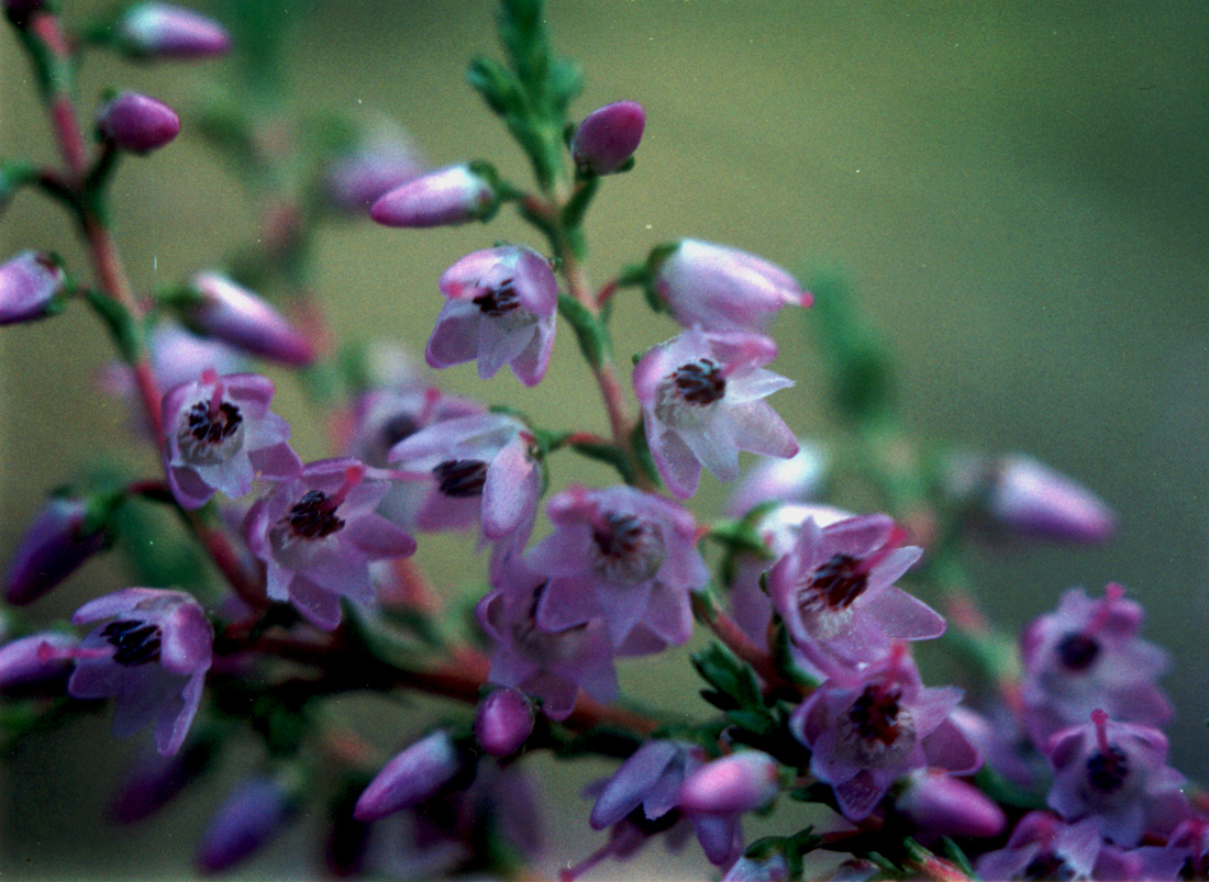 Image of Calluna vulgaris specimen.