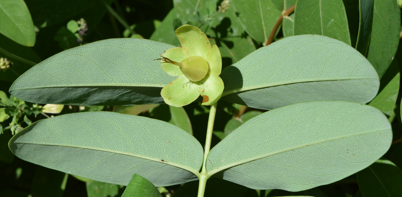 Image of Hypericum calycinum specimen.