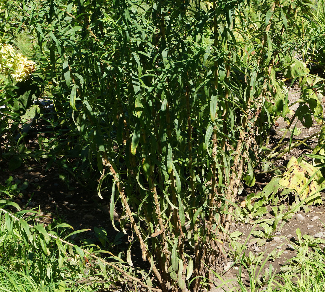 Image of Symphyotrichum novae-angliae specimen.