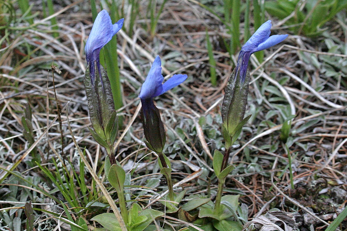 Image of Gentiana uniflora specimen.