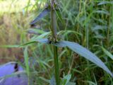 Stachys palustris. Нижняя часть побега с плодами. Свердловская обл., окр. г. Североуральск, на берегу р. Вагран в районе скал Три Брата. 20.08.2009.