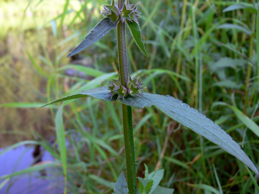 Изображение особи Stachys palustris.