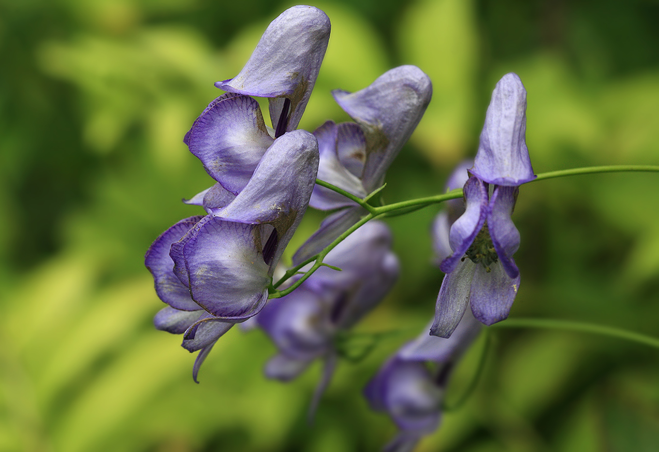 Image of Aconitum sczukinii specimen.