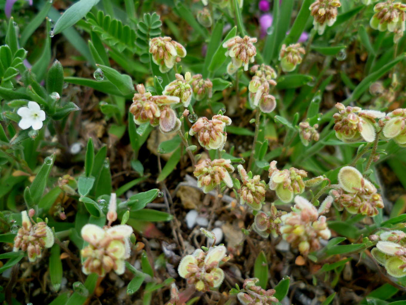 Image of Clypeola jonthlaspi specimen.