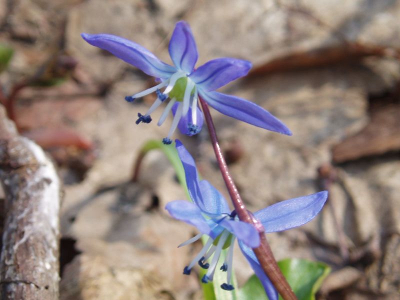 Изображение особи Scilla siberica.