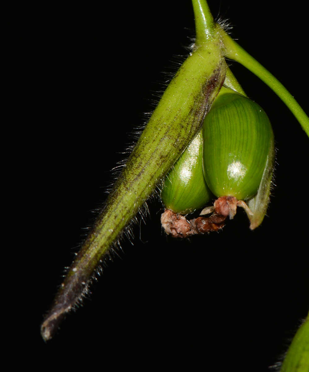 Image of Thalia geniculata specimen.