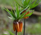 Fritillaria imperialis. Верхушка расцветающего растения. Московская обл., Раменский р-н, окр. дер. Хрипань, садовый участок. 02.05.2017.